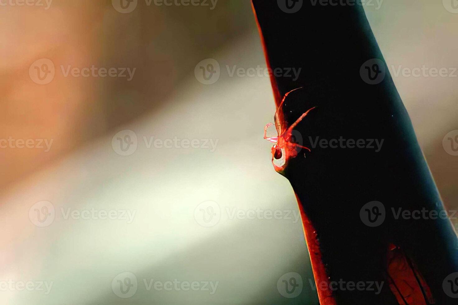 A Stunning Dragonfly Resting on a Colorful Flower Petal photo