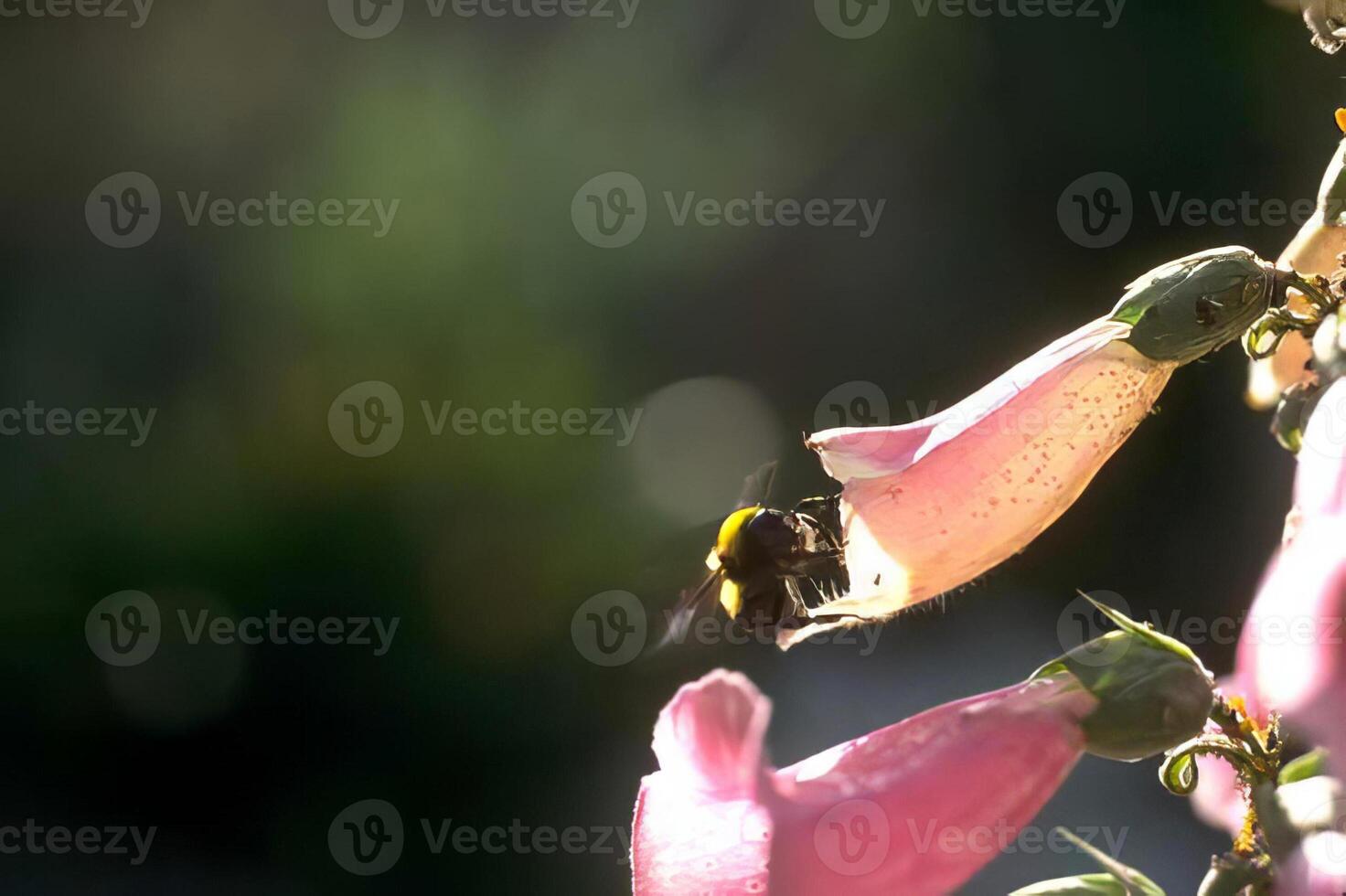 Bees and Hummingbirds Pollinating Colorful Flowers in Nature photo