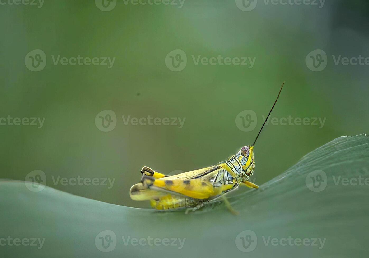 Insects of the Field. A Close-Up of a Grasshopper photo