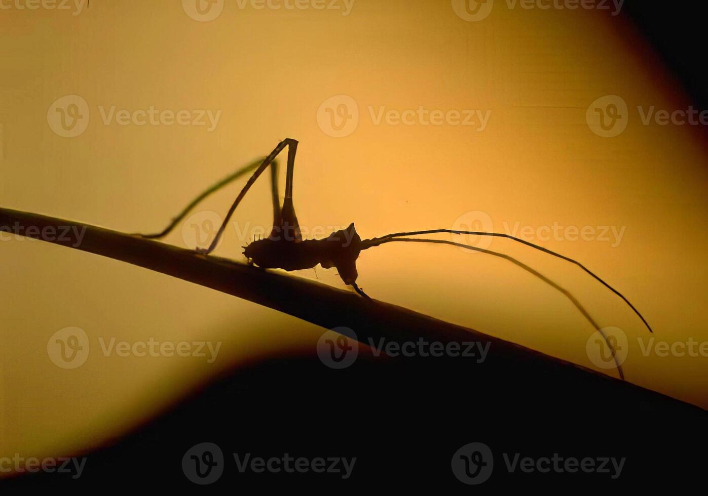 Amber Sky with Twigs and Wire Fencing. A Close-Up of Nature's Beauty photo