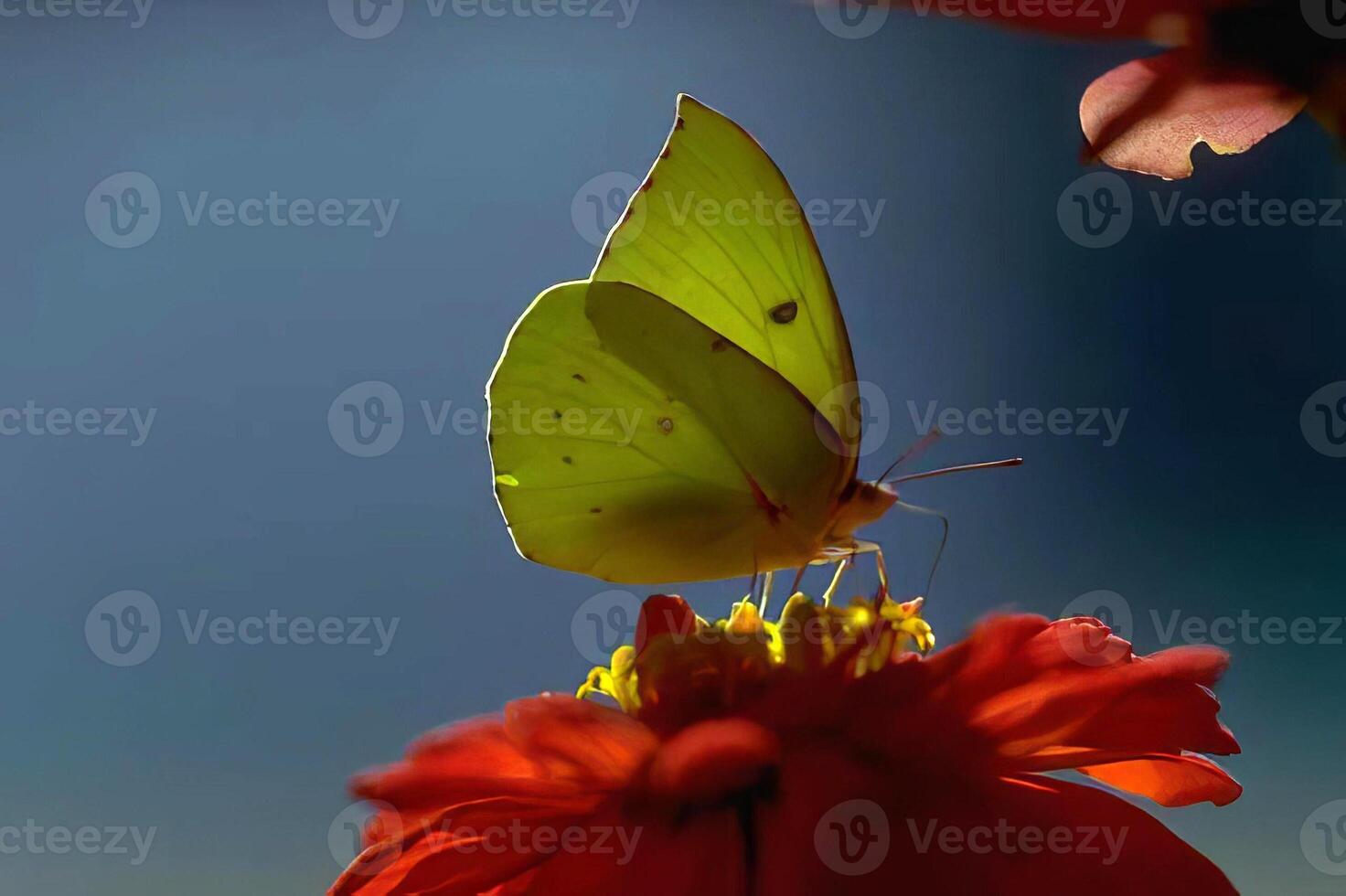 Butterfly on Flower in Bright Blue Sky photo