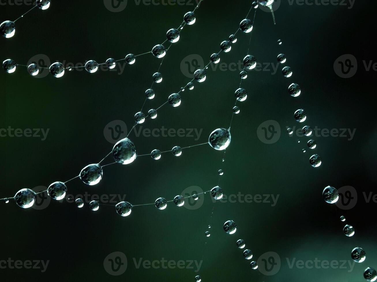 Glistening Dew Drops on a Leaf. Nature's Miniature Organisms in Fluid Form photo