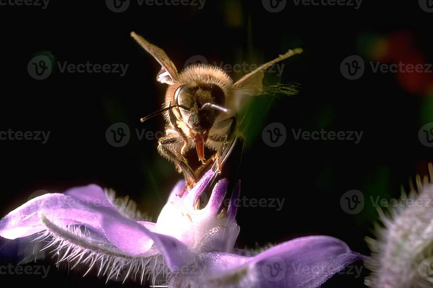 Bee on Purple Flower Petals. Capturing Nature's Beauty photo