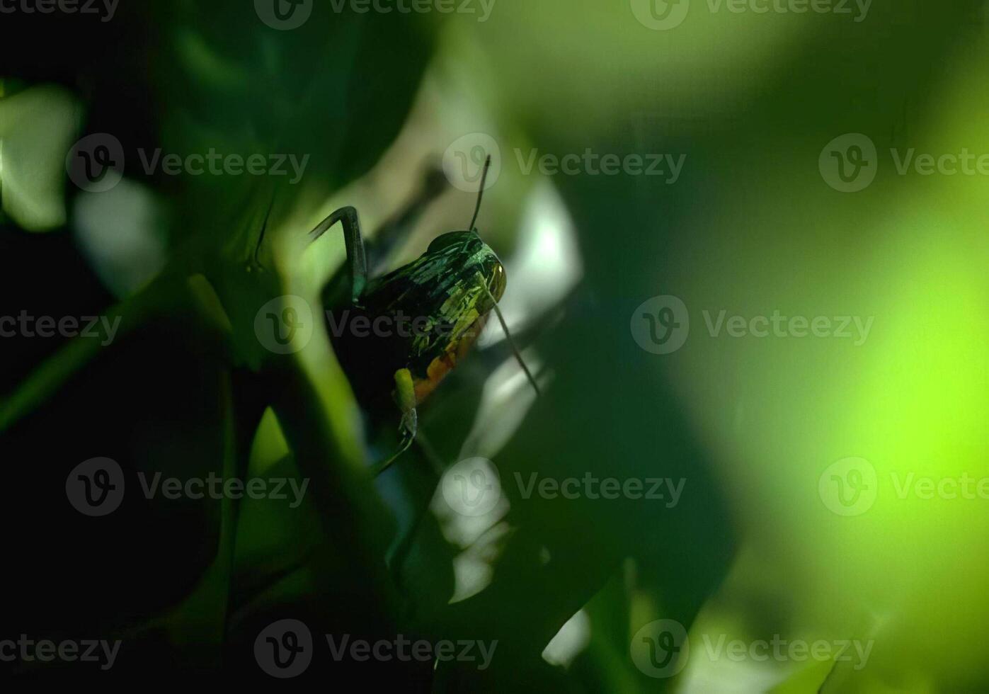 Grasshopper on Green Grass with Water in the Background photo