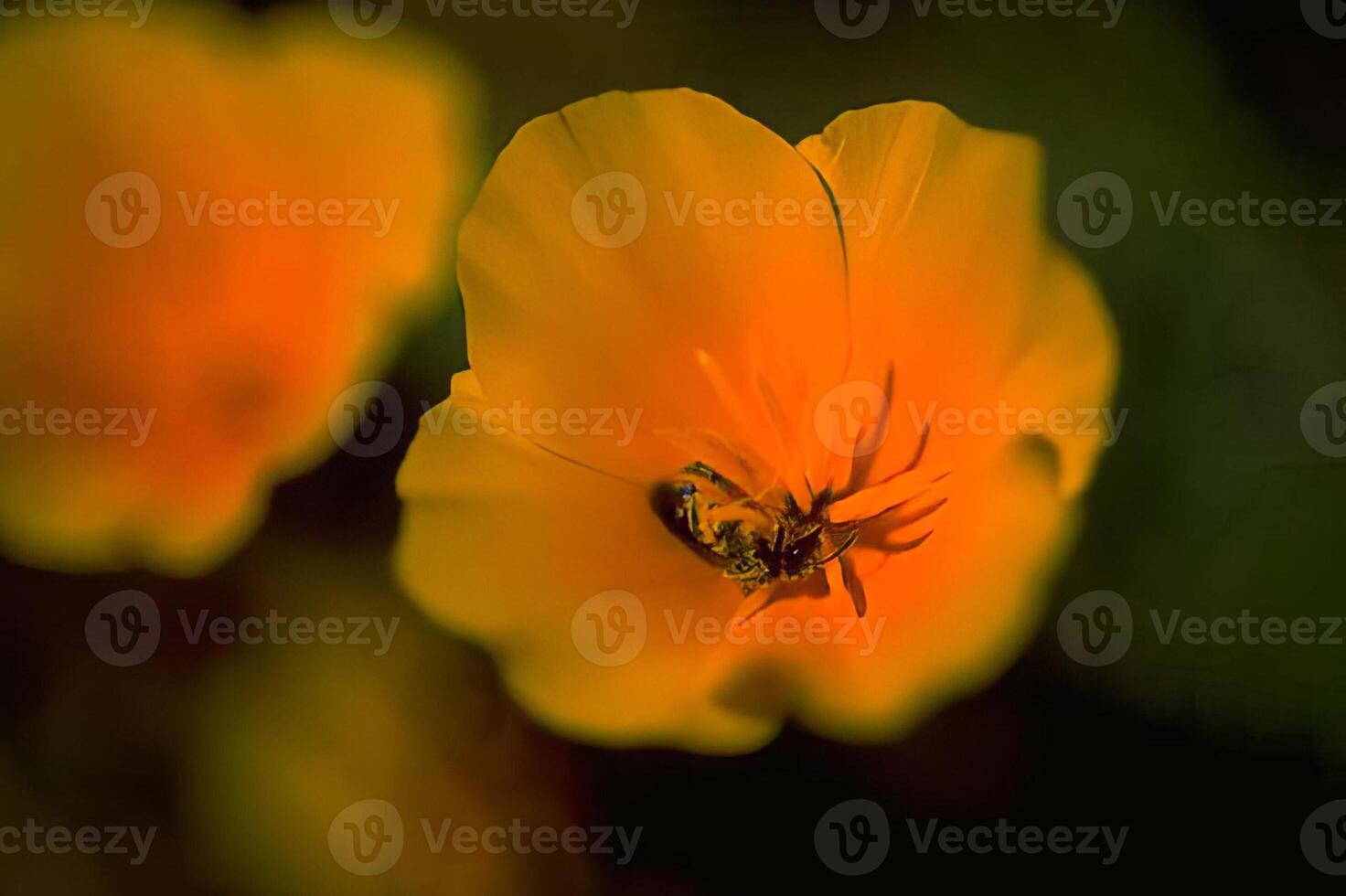 Bee Gathering Nectar from a Flower in Macro Photography photo