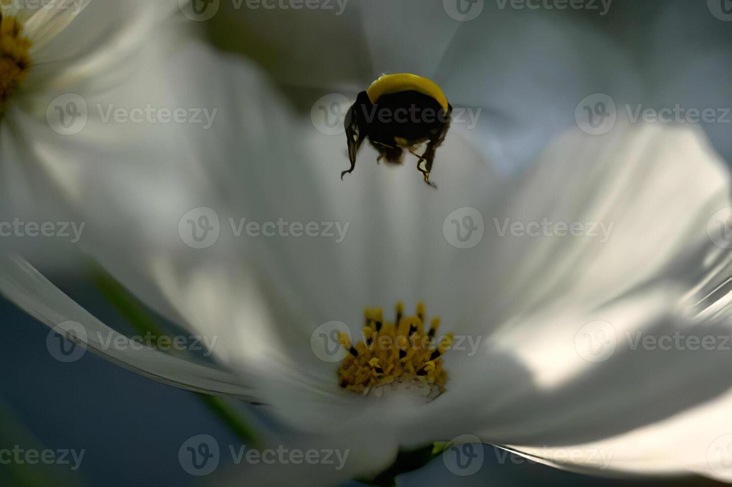 Bees Pollinating a White Flower with Delicate Petals photo