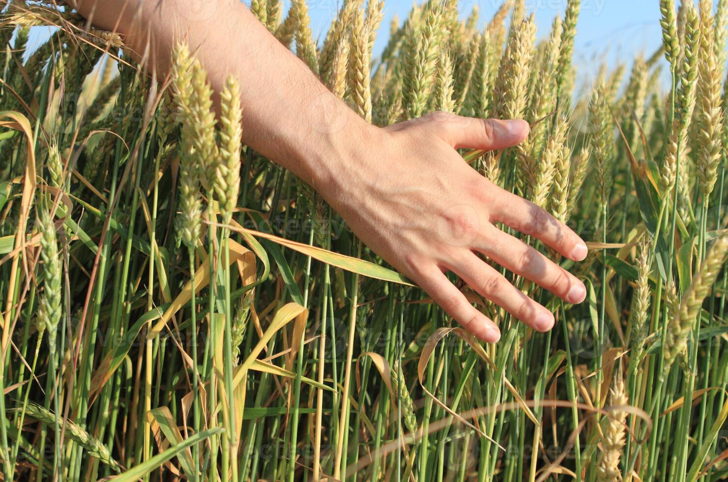 Hand of the man in the wheat field photo