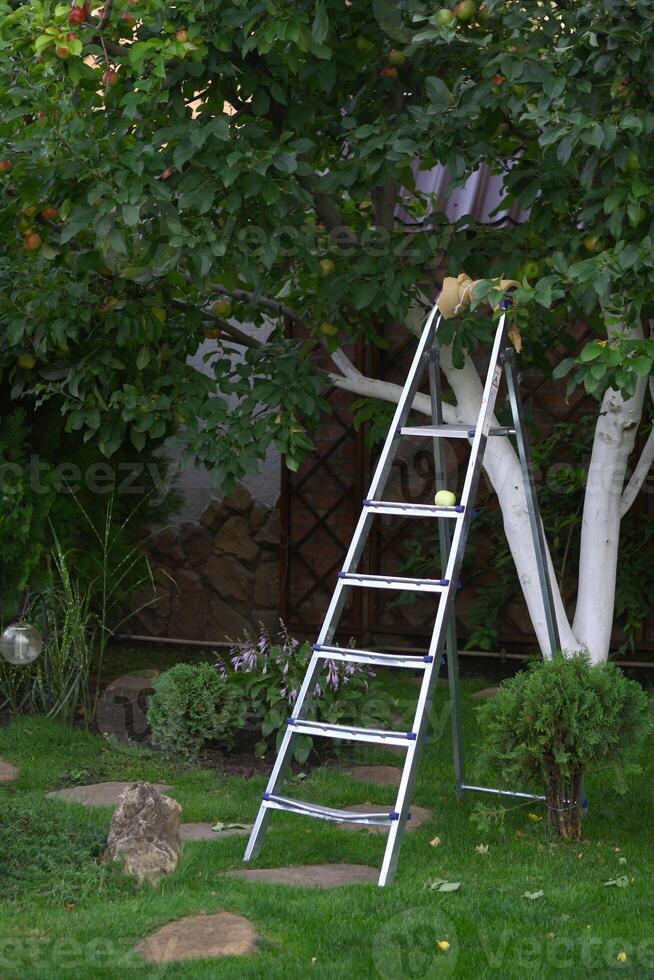 a ladder in a garden photo