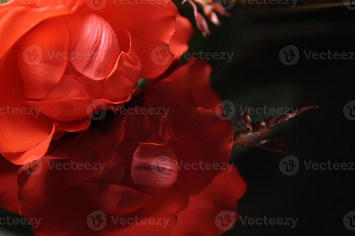two red roses are shown in a dark room photo