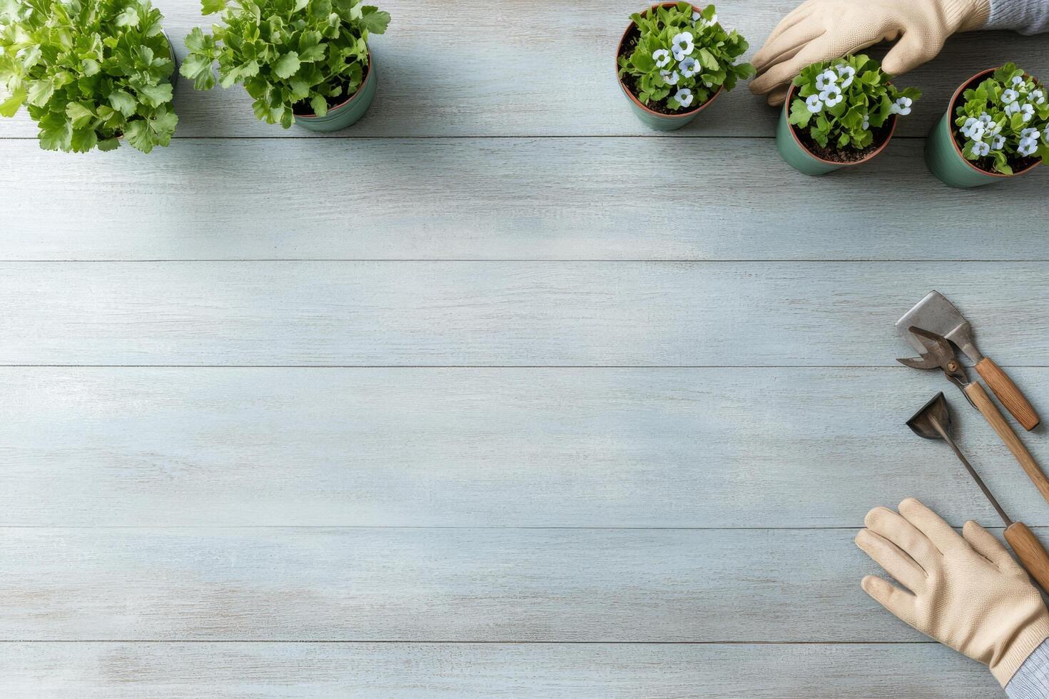 Hands in green gloves tending to flowering plants in pots on a light surface photo