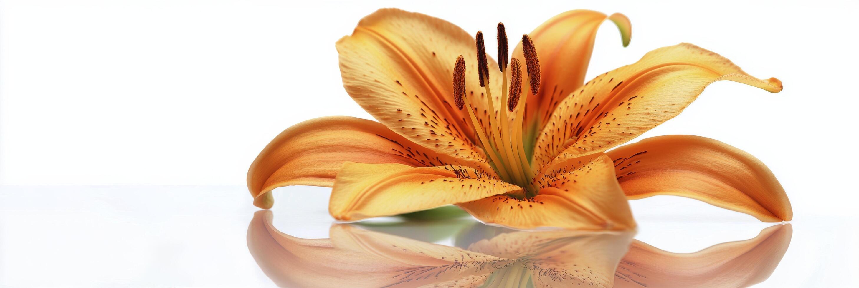 Beautiful orange lily flower blooming with delicate petals and green leaves in soft light photo