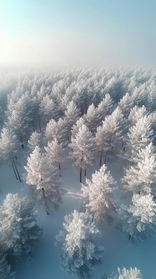 Winter landscape showcasing frosted pine trees in a serene forest photo