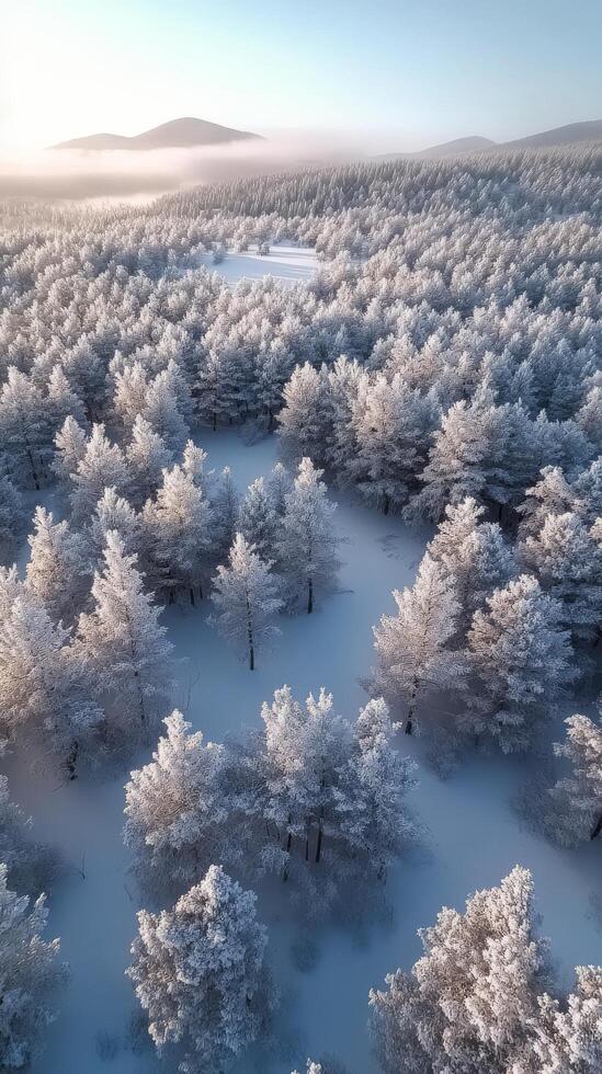 Winter landscape showcasing frosted pine trees in a serene forest photo
