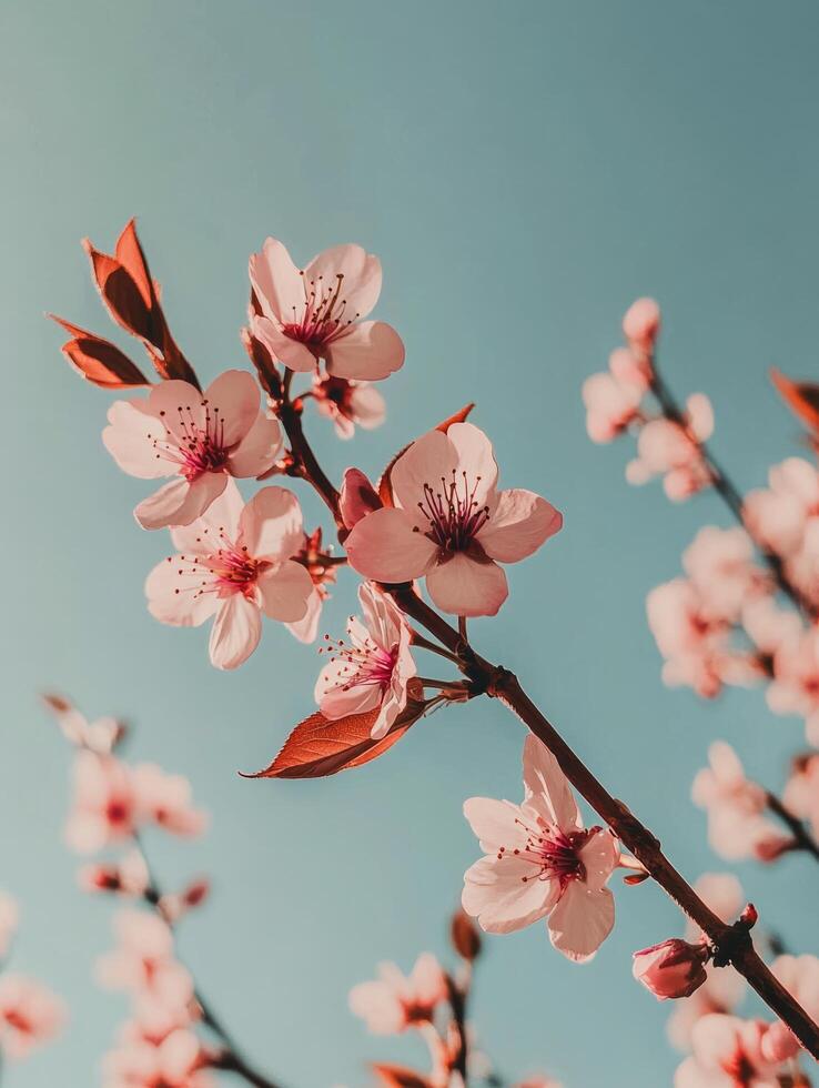 Cherry blossoms bloom against a clear blue sky during springtime in a vibrant garden photo