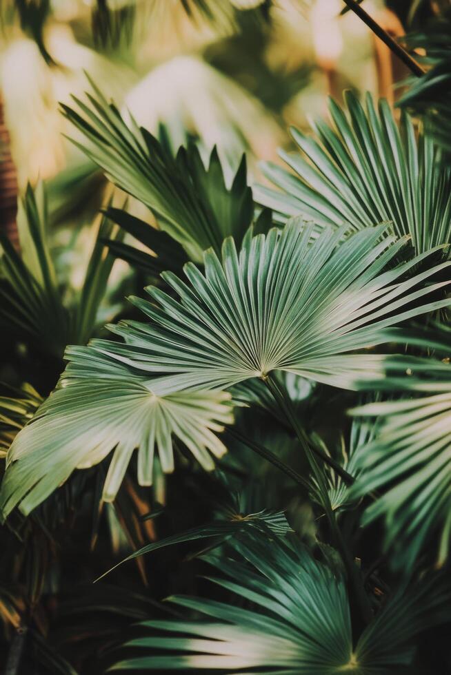 Lush green palm leaves arranged naturally in a tropical setting during daylight hours photo
