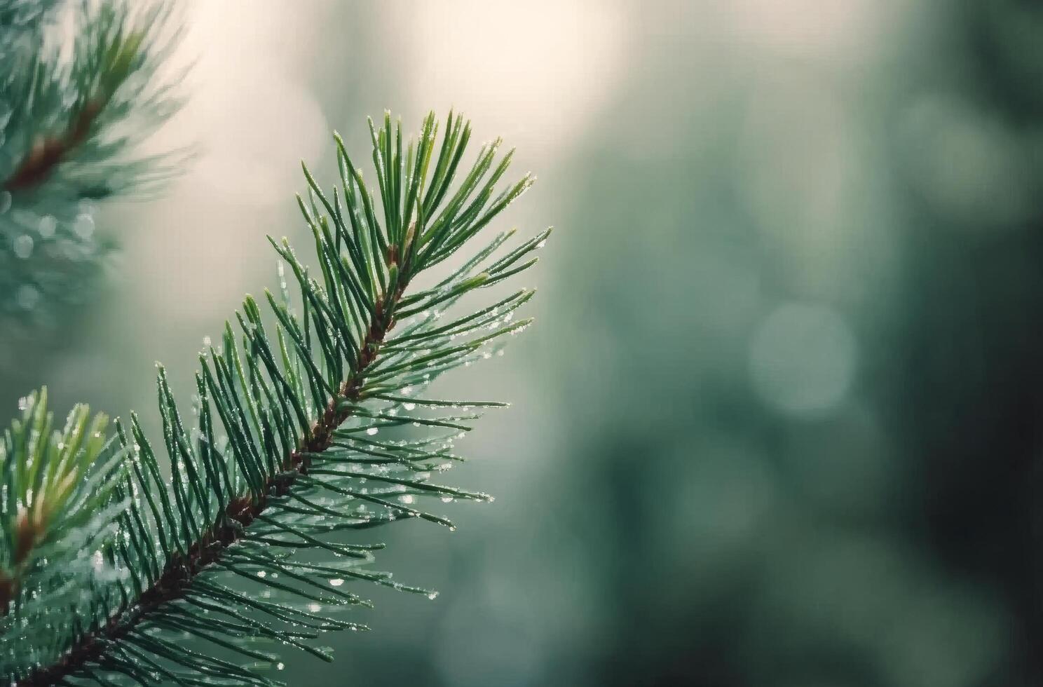 Winter wonderland with snowflakes falling on evergreen branches in a serene atmosphere photo