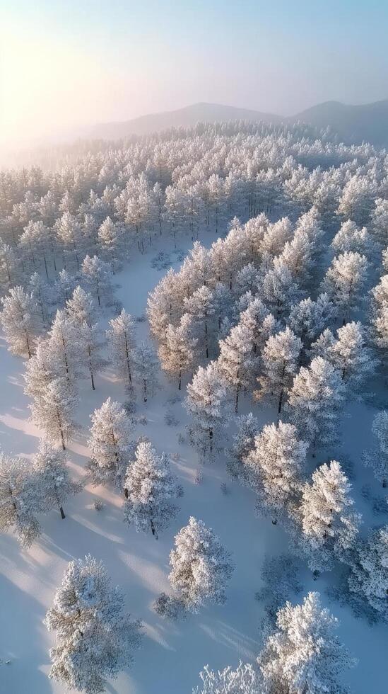 Winter landscape of a snow covered forest captured from above during a cloudy day photo