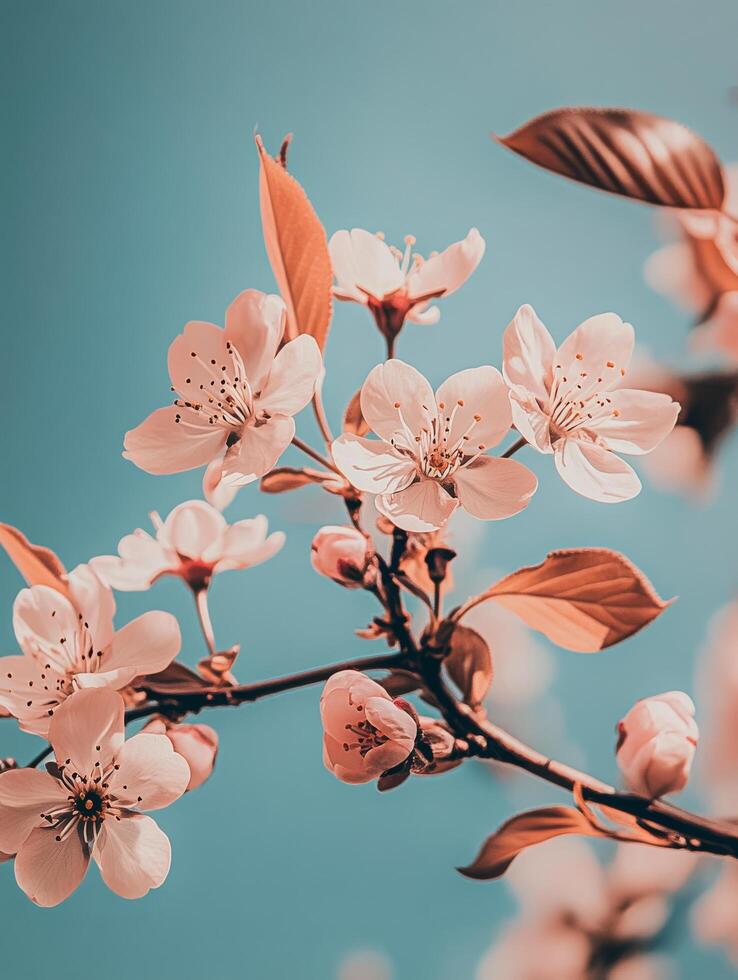 Cherry blossoms bloom against a clear blue sky during springtime in a vibrant garden photo