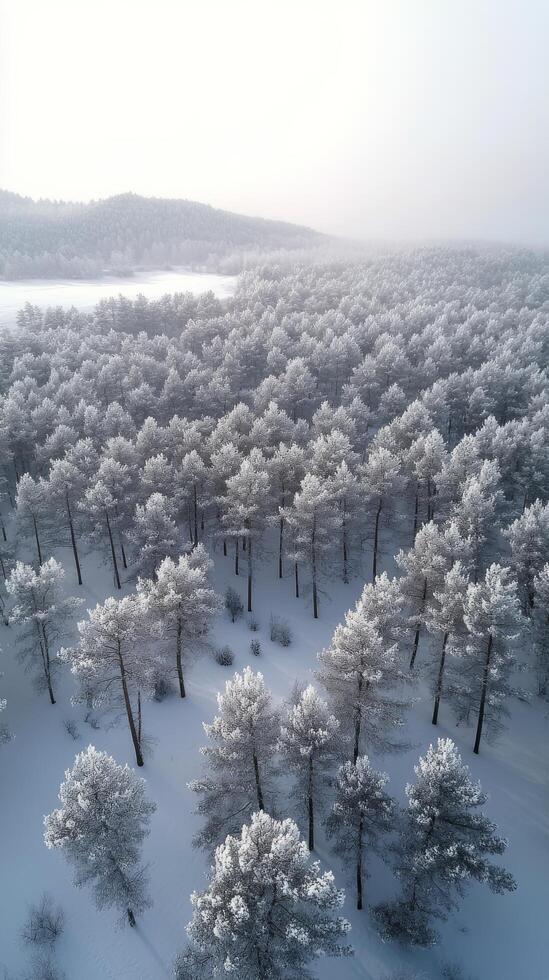 Snow covered trees blanket a serene landscape in winter with a soft glow photo