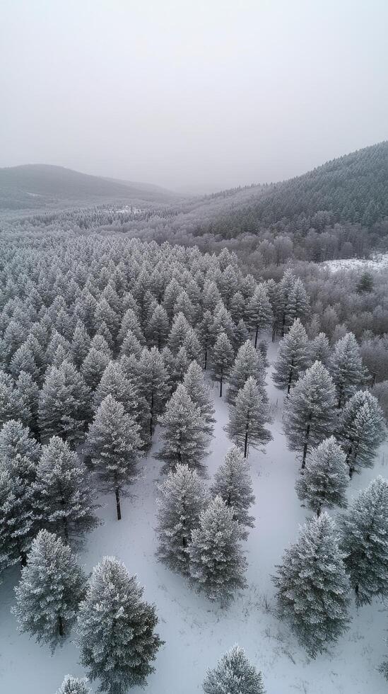 Winter landscape of a snow covered forest captured from above during a cloudy day photo