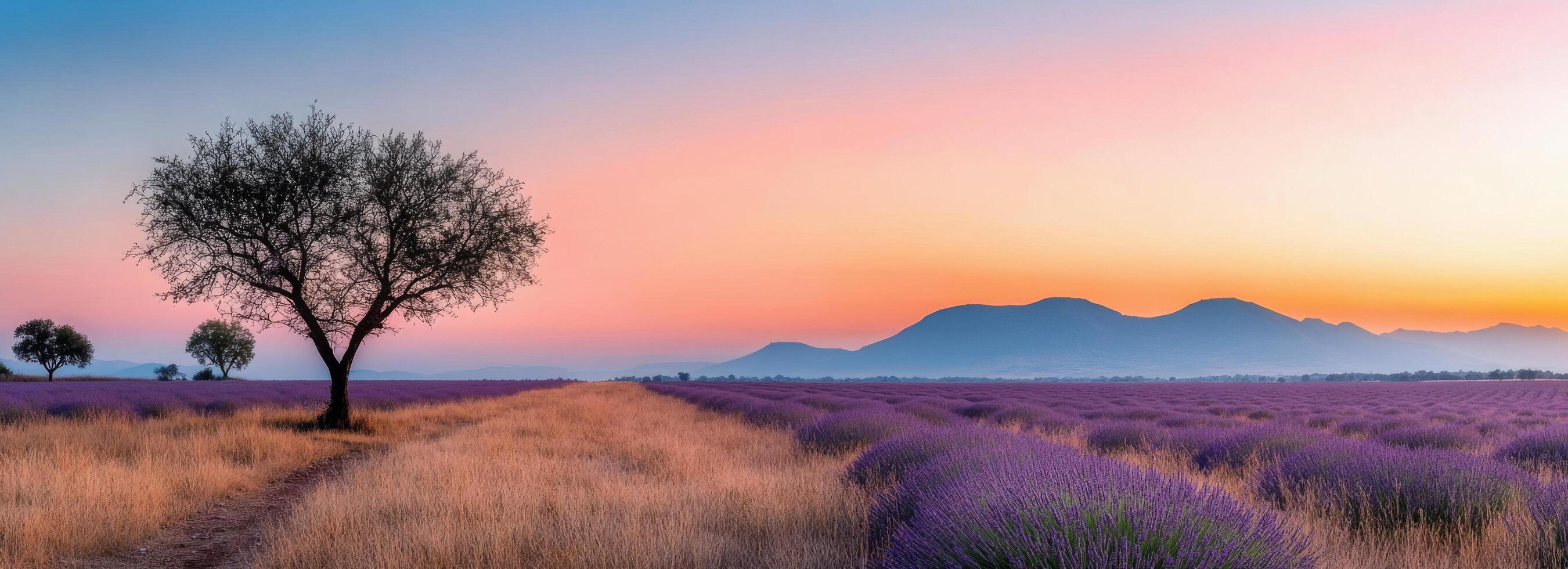 Lavender field at sunset with silhouettes of trees and mountains in the background photo