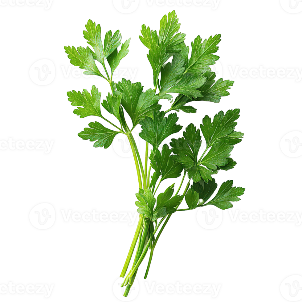 Organic parsley sprigs isolated on transparent background png