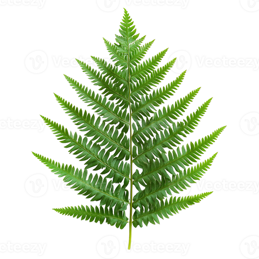 Single Fern Leaf with Classic Structure Isolated on Transparent Background png