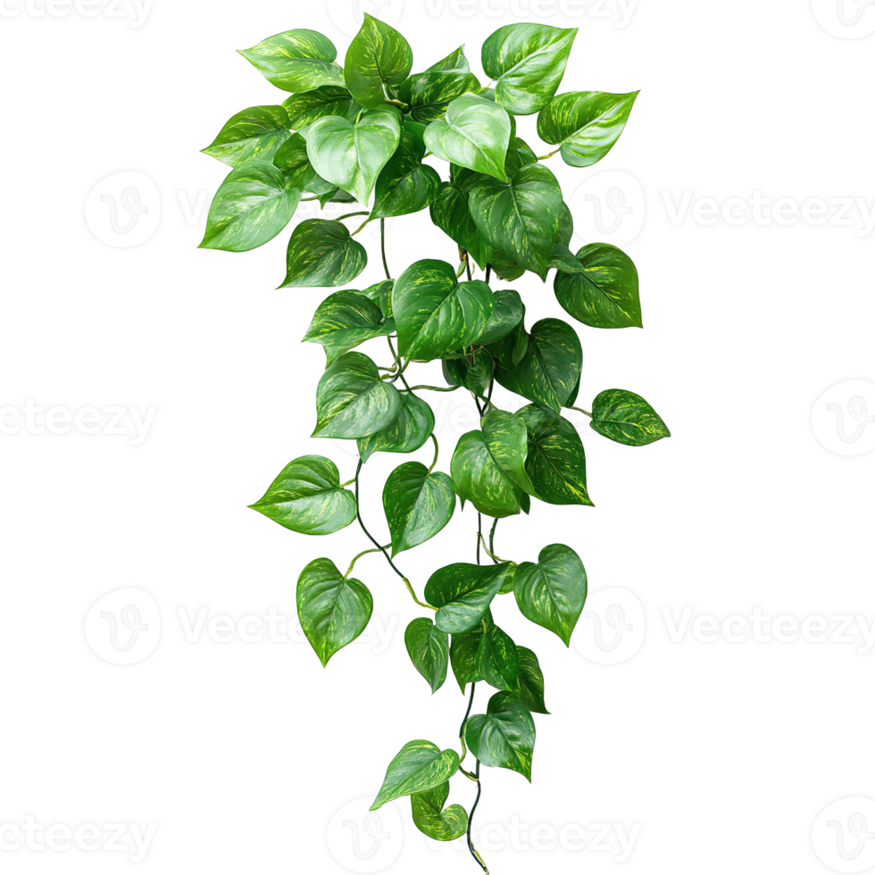 Beautifully Cascading Pothos Vines for Vertical Garden or Hanging Planter png