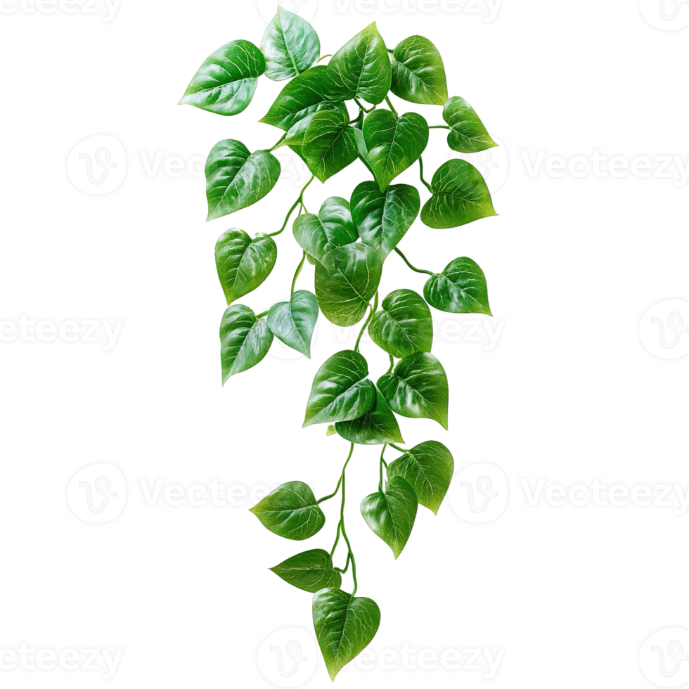 Decorative Pothos Vines with Rich Green Leaves Isolated on Transparent Background png