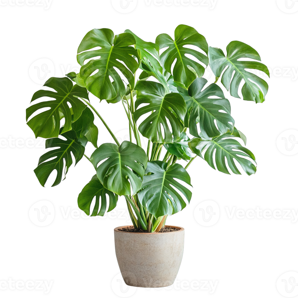 Swiss cheese plant with unique leaf pattern in stylish pot png