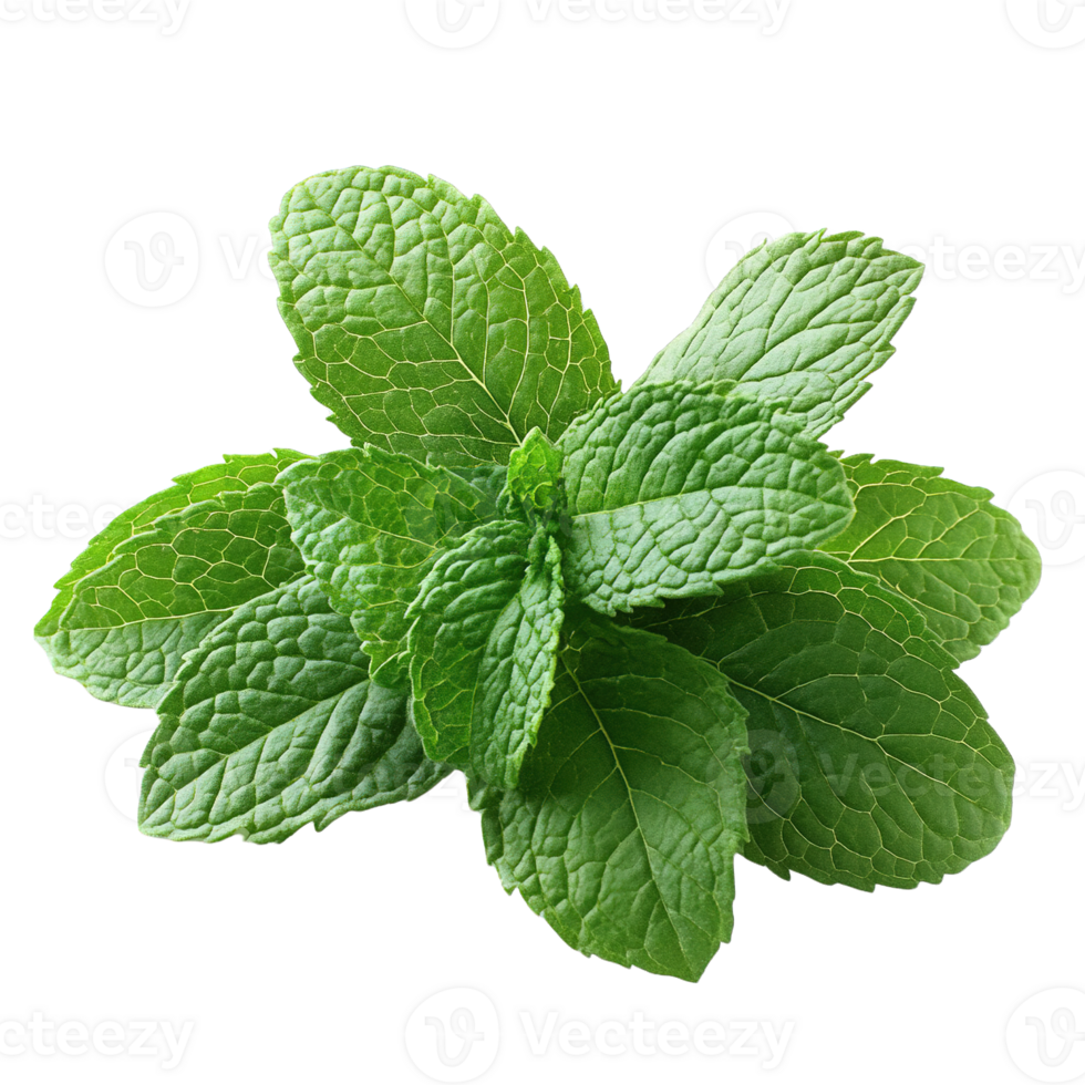 Closeup of vibrant mint herb isolated on transparent background png