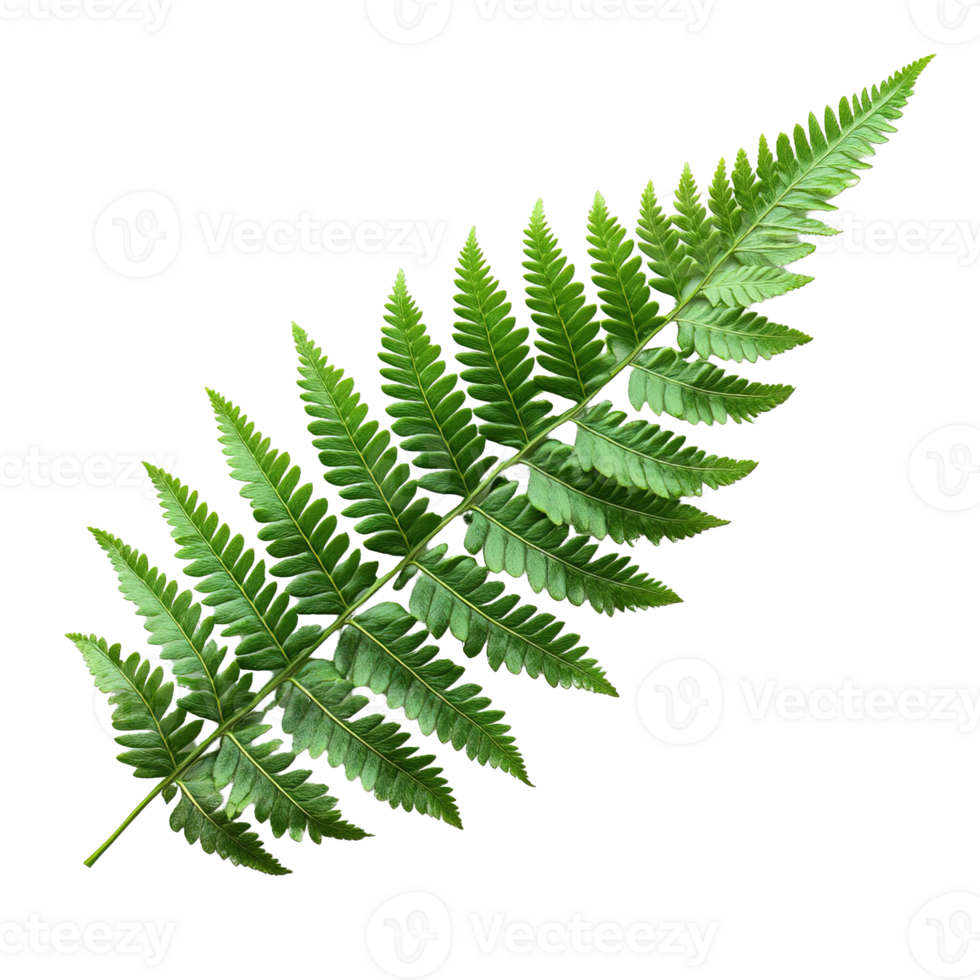 Intricate and Delicate Structure of a Single Green Fern Leaf png