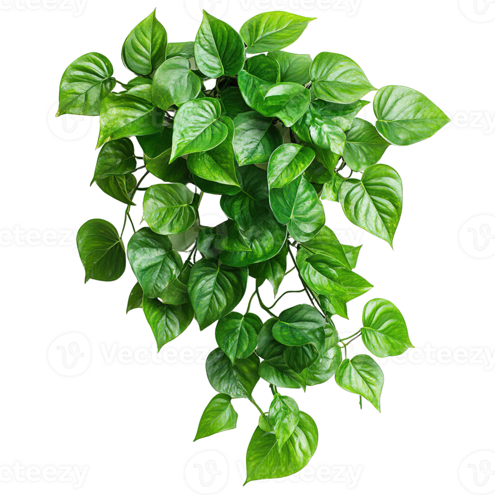 Dense Trailing Ivy-Style Pothos Plant with Heart-Shaped Green Leaves png