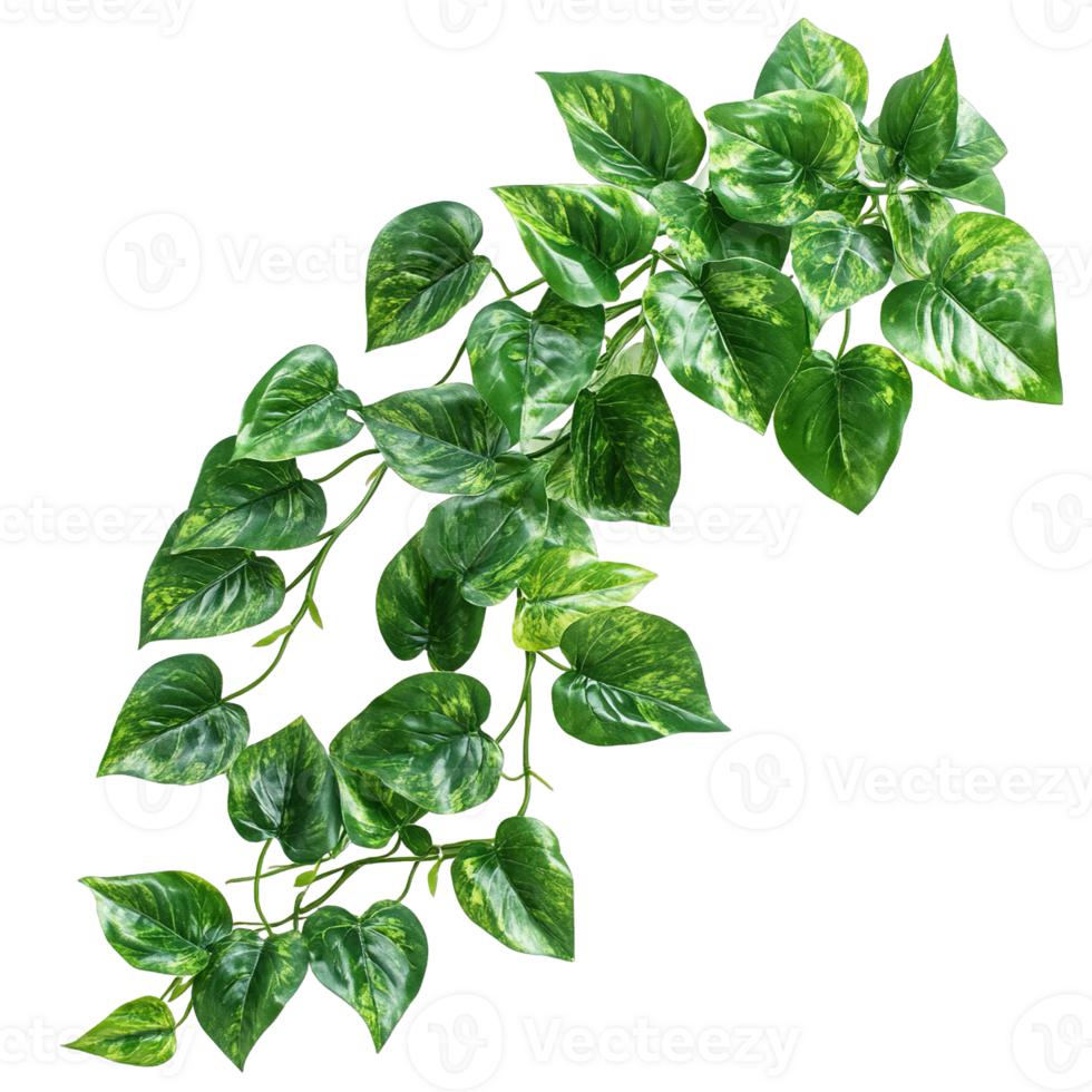 Tropical Green Pothos Plant with Long Cascading Vines Isolated png