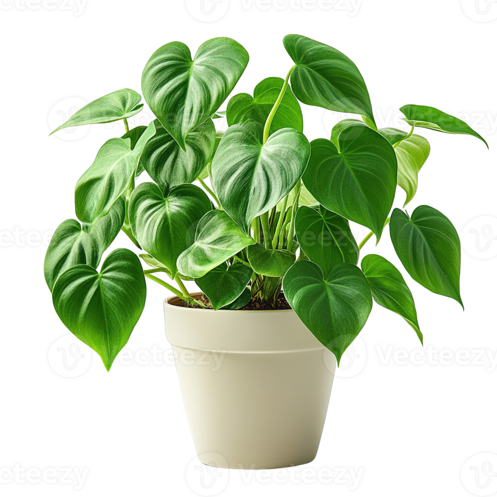 Healthy Philodendron Plant in Minimalist Decorative Container png