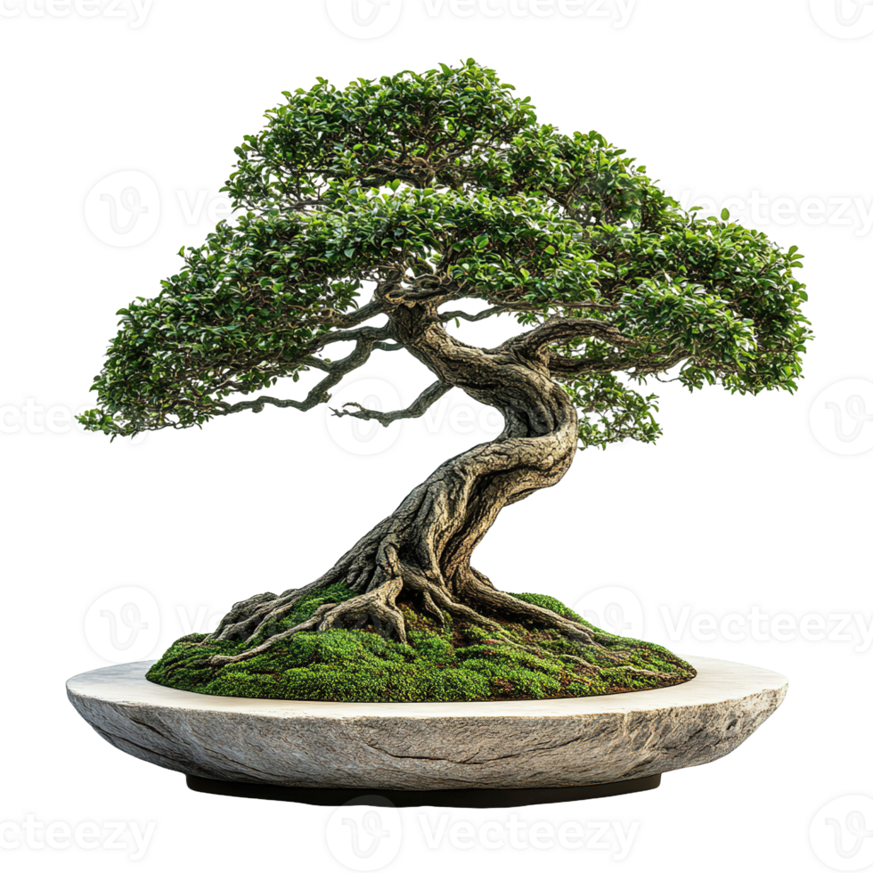Perfectly cultivated bonsai tree with twisted trunks isolated on transparent background png