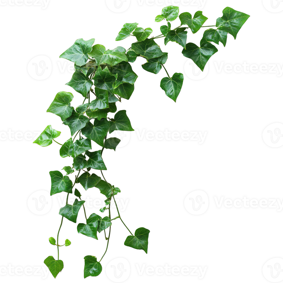 Vibrant Green Hedera Plant Isolated on Transparent Background png