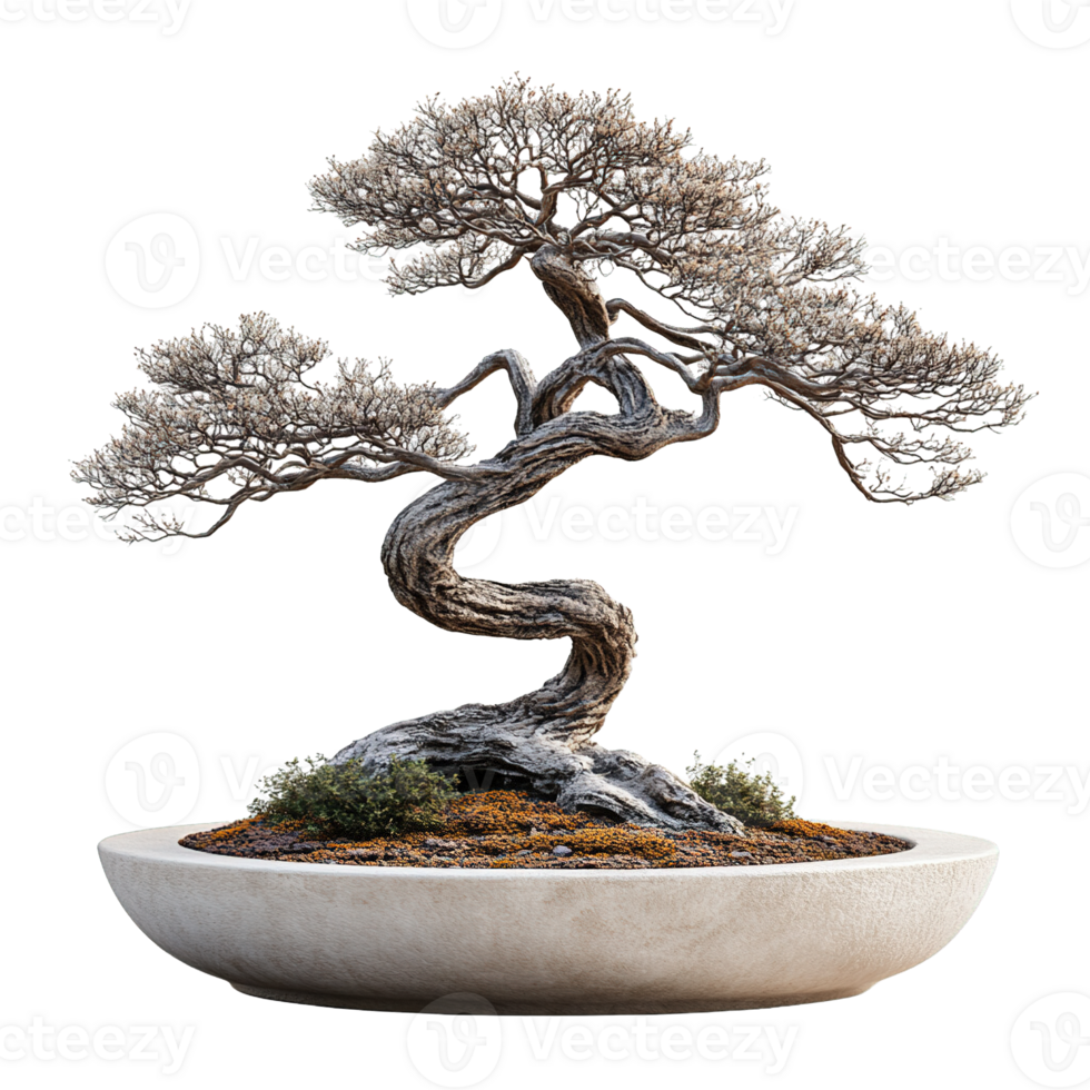 Bonsai tree with vibrant greenery and artistic trunk shapes in ceramic pot isolated png