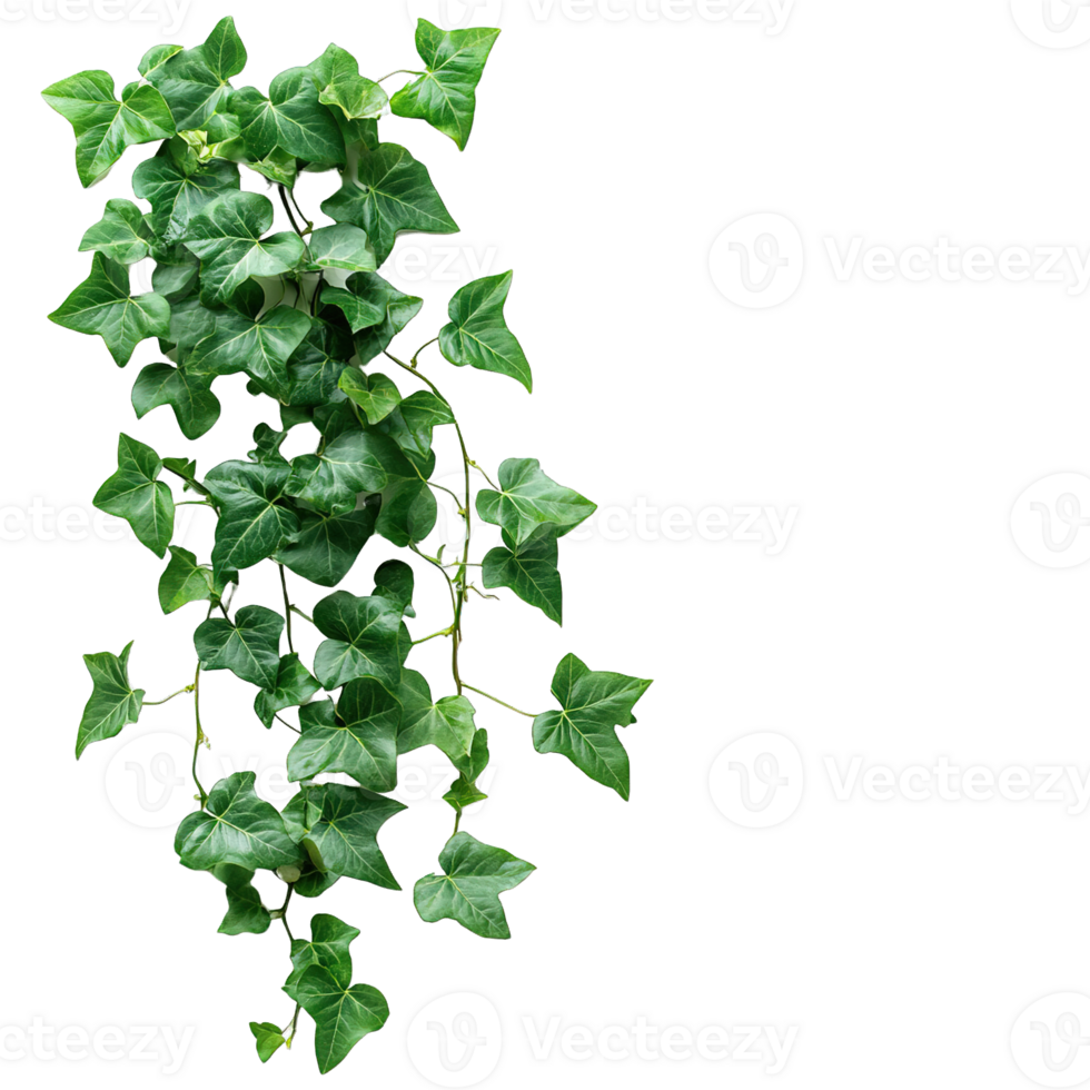 Natural Organic Green Ivy Vine Plant Growing Branch Isolated png