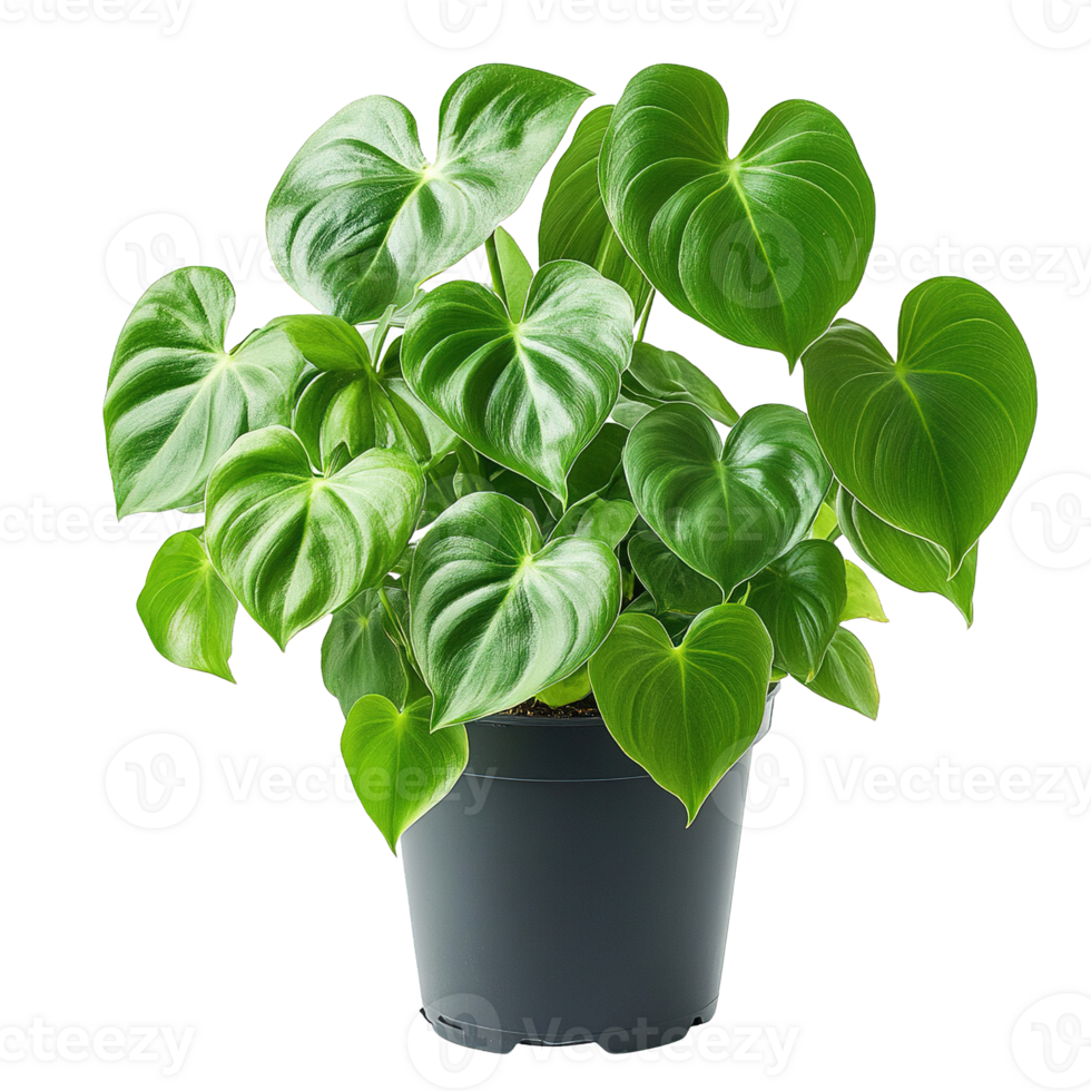 Tropical Philodendron Plant with Shiny Leaves in Elegant Black Pot png