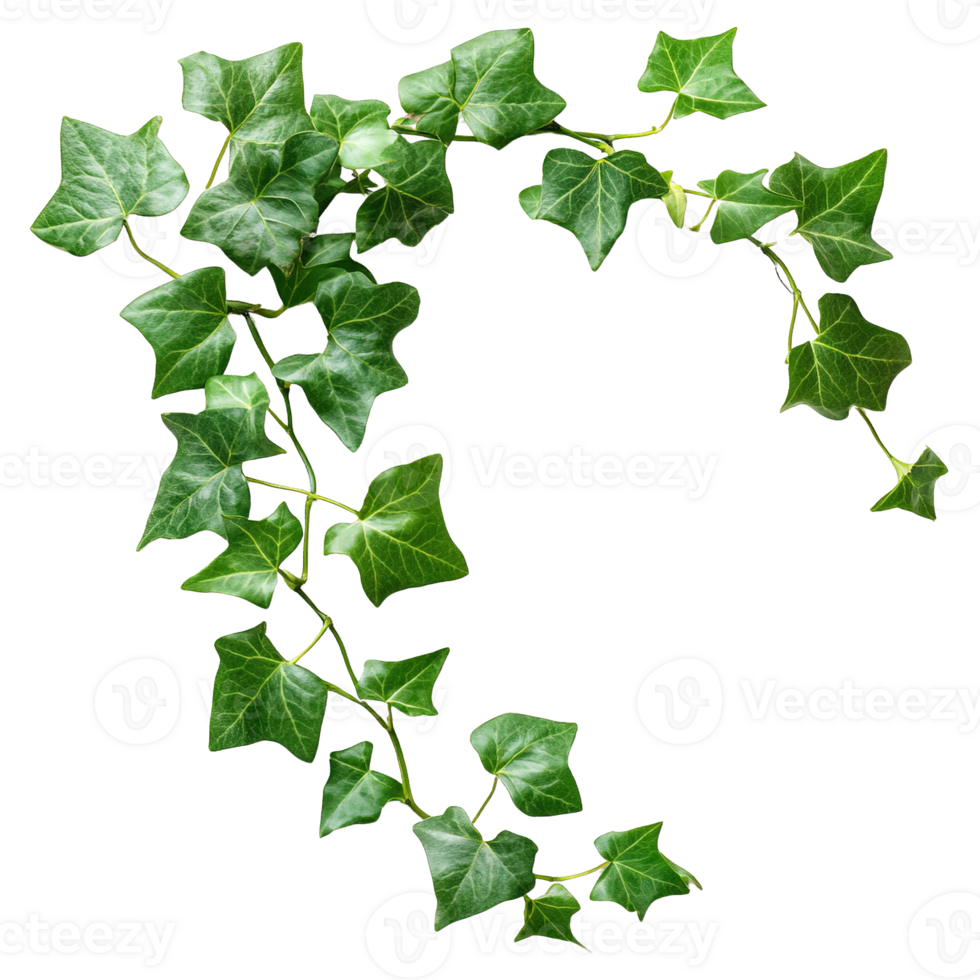 Evergreen Common Ivy Glossy Green Leaves Branch Isolated png