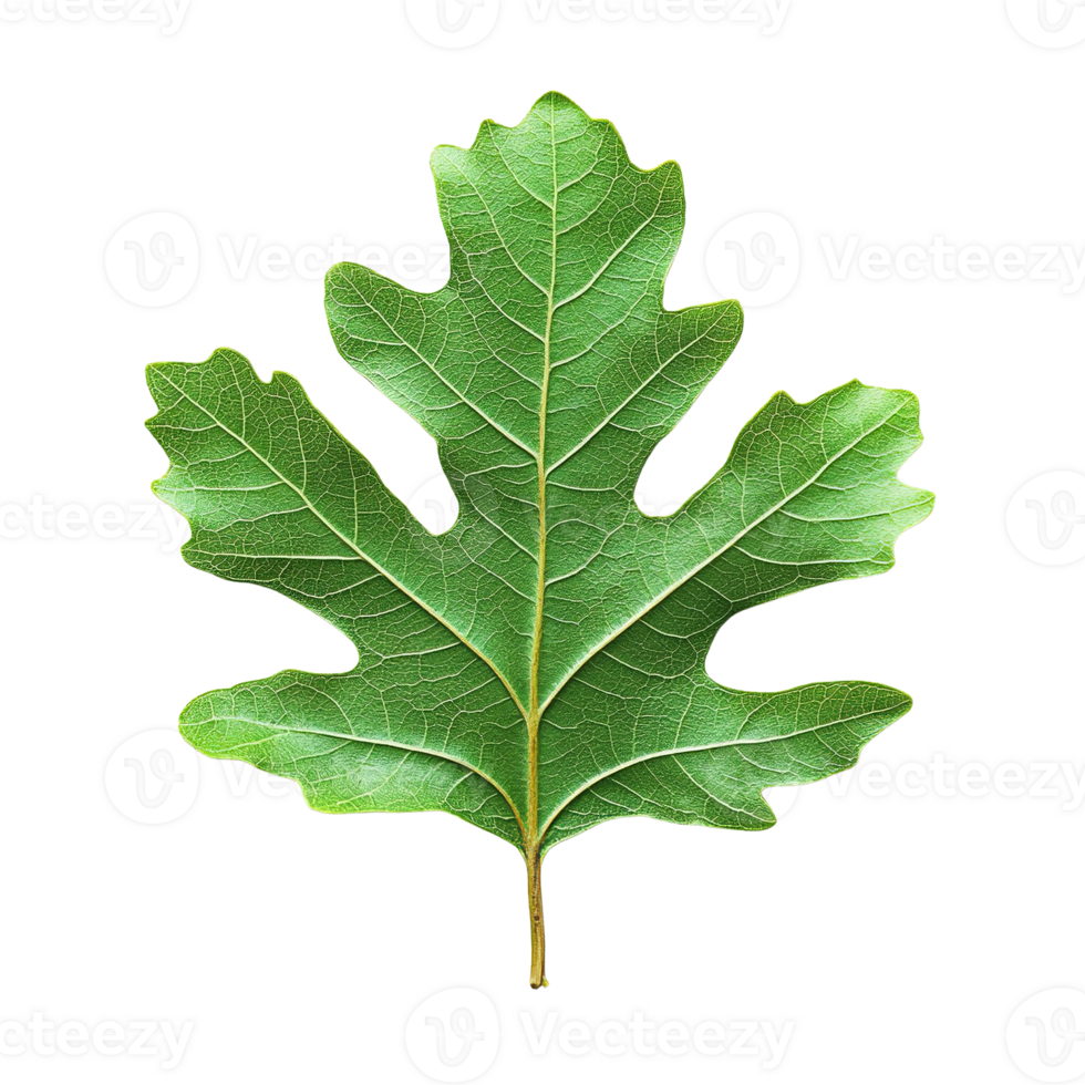 Close Up of Oak Leaf Detail with Intricate Vein Pattern png