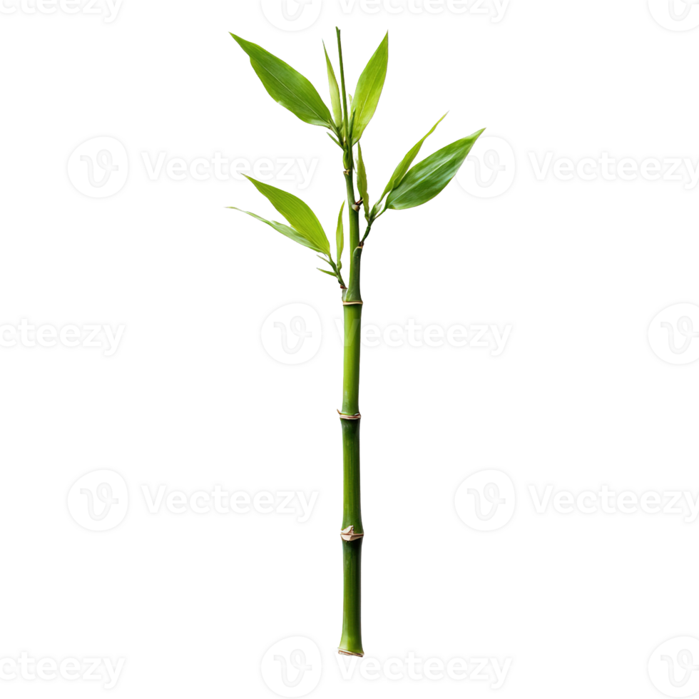 Single Lucky Bamboo Branch with Perfect Nodes and Fresh Leaves png