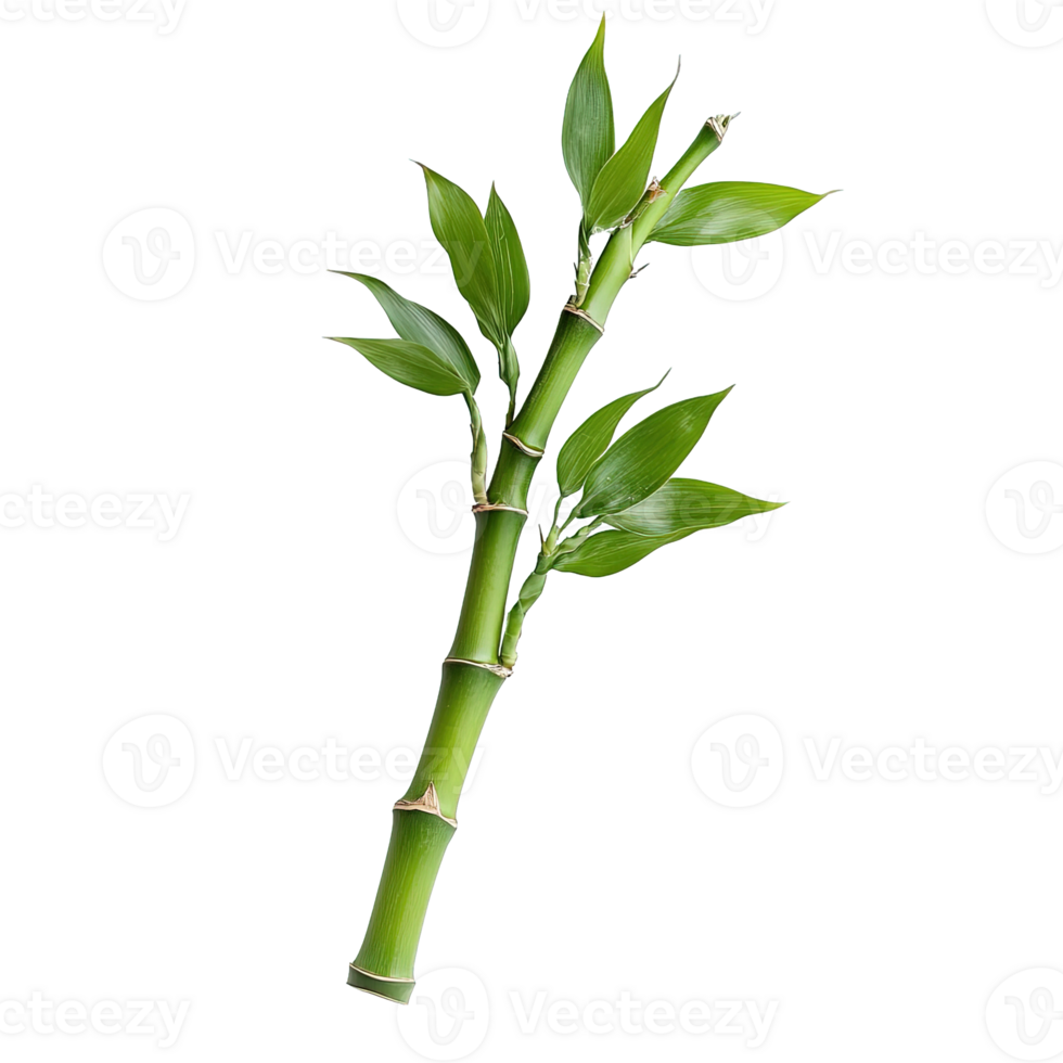 Lucky Bamboo Single Stem with Young Green Leaves Isolated on Transparent Background png