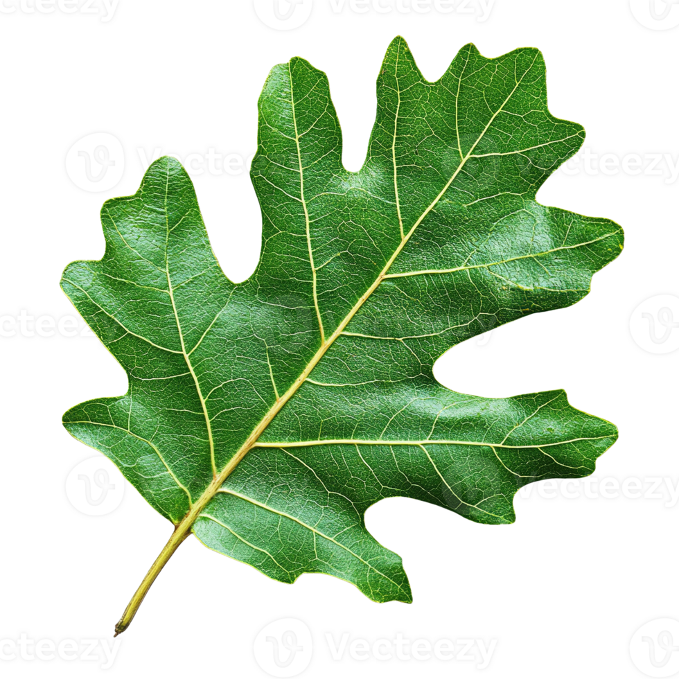 Fresh Oak Leaf with Visible Venation Pattern Isolated on Transparent Background png