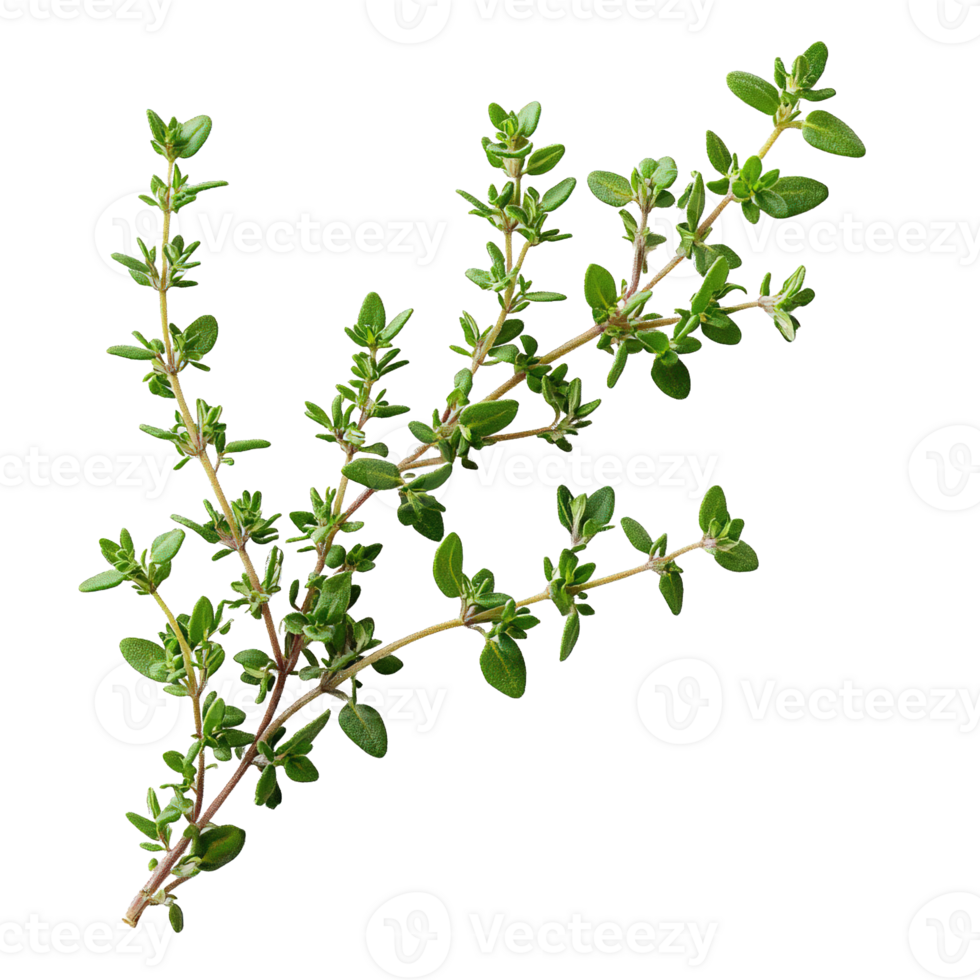 Fresh Mediterranean Thyme Stems Isolated png
