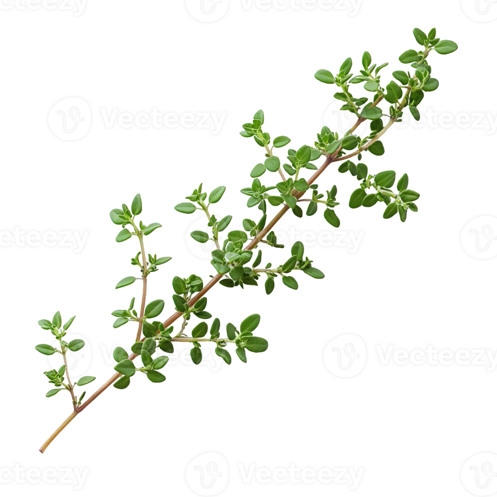 Premium Thyme Branches Close-up Isolated on Transparent Background png
