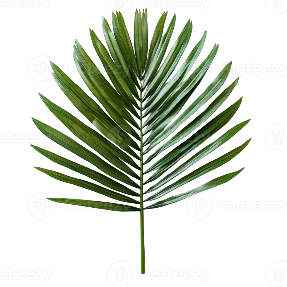 Large Green Palm Frond Leaf Isolated on Transparent Background png