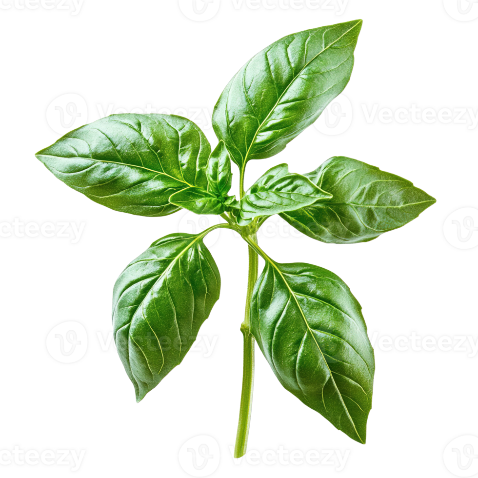 Perfect Sweet Basil Leaves Isolated on Transparent Background png