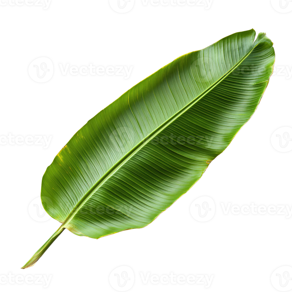 Elegant Single Banana Leaf Isolated on Transparent Background png